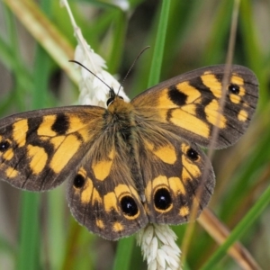 Heteronympha cordace at Paddys River, ACT - 11 Jan 2018