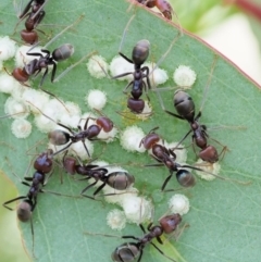 Iridomyrmex purpureus (Meat Ant) at Paddys River, ACT - 10 Jan 2018 by KenT