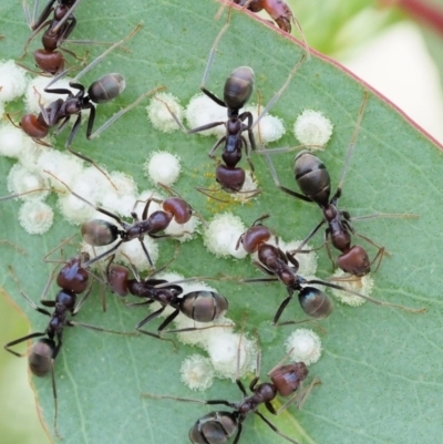 Iridomyrmex purpureus (Meat Ant) at Paddys River, ACT - 10 Jan 2018 by KenT