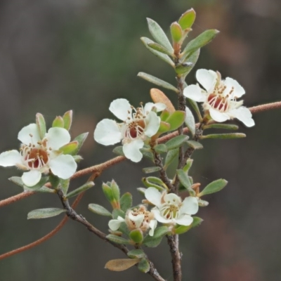 Leptospermum myrtifolium (Myrtle Teatree) at Paddys River, ACT - 10 Jan 2018 by KenT