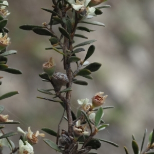 Leptospermum myrtifolium at Paddys River, ACT - 11 Jan 2018