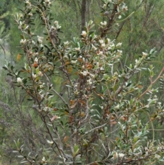 Leptospermum myrtifolium at Paddys River, ACT - 11 Jan 2018