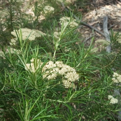 Cassinia longifolia (Shiny Cassinia, Cauliflower Bush) at Isaacs, ACT - 13 Jan 2018 by Mike