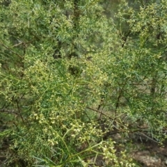 Cassinia quinquefaria (Rosemary Cassinia) at Isaacs, ACT - 13 Jan 2018 by Mike