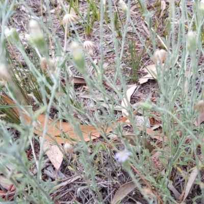 Vittadinia gracilis (New Holland Daisy) at Isaacs Ridge - 13 Jan 2018 by Mike