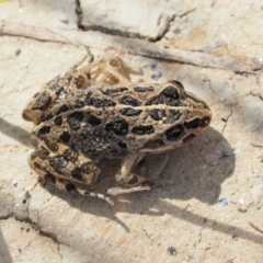 Limnodynastes tasmaniensis (Spotted Grass Frog) at Gibraltar Pines - 10 Jan 2018 by KenT