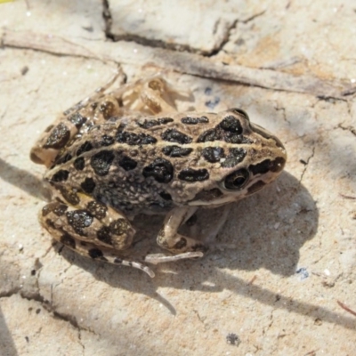 Limnodynastes tasmaniensis (Spotted Grass Frog) at Gibraltar Pines - 10 Jan 2018 by KenT