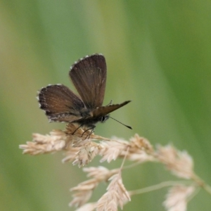 Neolucia hobartensis at Paddys River, ACT - 11 Jan 2018