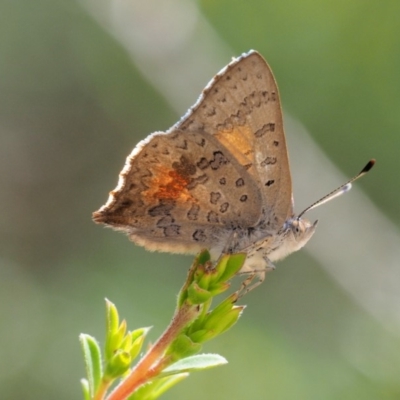 Paralucia aurifera (Bright Copper) at Paddys River, ACT - 10 Jan 2018 by KenT