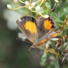 Paralucia aurifera at Paddys River, ACT - 11 Jan 2018