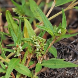 Persicaria prostrata at Paddys River, ACT - 11 Jan 2018 09:37 AM