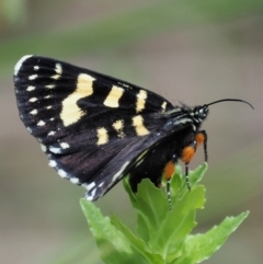 Phalaenoides tristifica (Willow-herb Day-moth) at Paddys River, ACT - 11 Jan 2018 by KenT