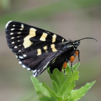 Phalaenoides tristifica (Willow-herb Day-moth) at Paddys River, ACT - 11 Jan 2018 by KenT