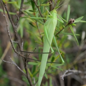 Polichne sp. (genus) at Paddys River, ACT - 11 Jan 2018