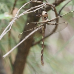 Telephlebia brevicauda at Paddys River, ACT - 11 Jan 2018