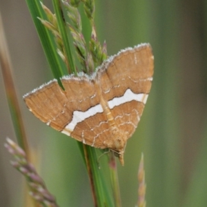 Chrysolarentia leucozona at Paddys River, ACT - 11 Jan 2018