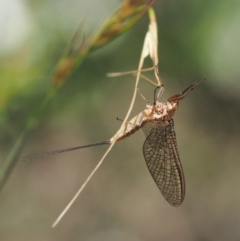 Ephemeroptera (order) (Unidentified Mayfly) at Paddys River, ACT - 11 Jan 2018 by KenT