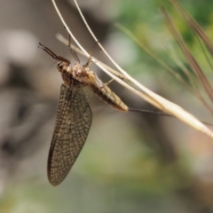 Ephemeroptera (order) at Paddys River, ACT - 11 Jan 2018