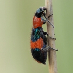 Dicranolaius bellulus (Red and Blue Pollen Beetle) at Paddys River, ACT - 11 Jan 2018 by KenT