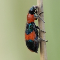 Dicranolaius bellulus (Red and Blue Pollen Beetle) at Paddys River, ACT - 10 Jan 2018 by KenT