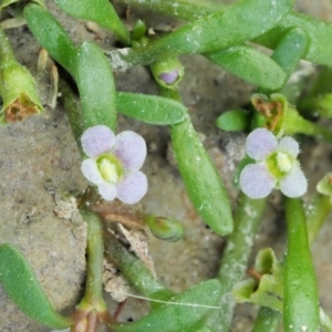 Glossostigma diandrum at Paddys River, ACT - 11 Jan 2018