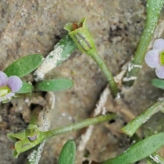 Glossostigma diandrum at Paddys River, ACT - 11 Jan 2018 08:52 AM