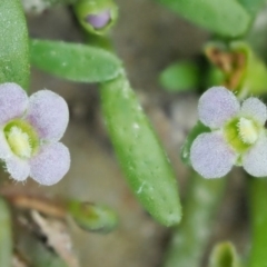 Glossostigma diandrum at Paddys River, ACT - 11 Jan 2018