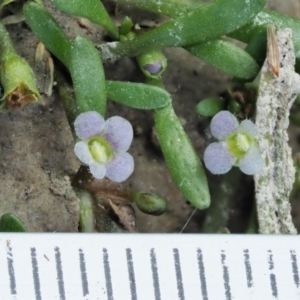 Glossostigma diandrum at Paddys River, ACT - 11 Jan 2018 08:52 AM