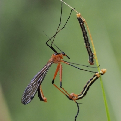 Harpobittacus australis (Hangingfly) at Paddys River, ACT - 11 Jan 2018 by KenT
