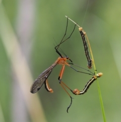 Harpobittacus australis at Paddys River, ACT - 11 Jan 2018 12:59 PM