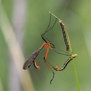 Harpobittacus australis at Paddys River, ACT - 11 Jan 2018