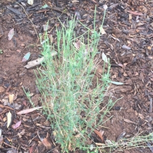 Epilobium billardiereanum subsp. cinereum at Garran, ACT - 20 Jan 2018 08:38 AM