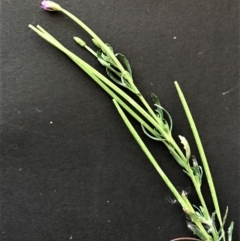 Epilobium billardiereanum subsp. cinereum at Garran, ACT - 20 Jan 2018 08:38 AM