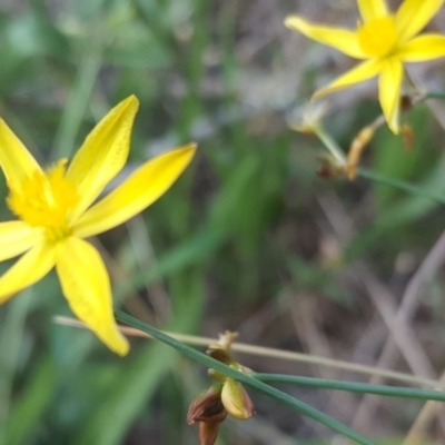 Tricoryne elatior (Yellow Rush Lily) at Isaacs, ACT - 13 Jan 2018 by Mike