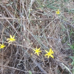 Tricoryne elatior at Isaacs Ridge - 13 Jan 2018