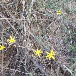 Tricoryne elatior at Isaacs Ridge - 13 Jan 2018