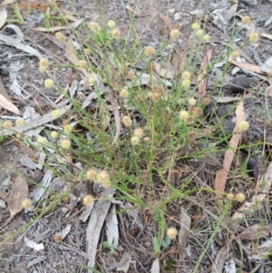 Calotis lappulacea at Hume, ACT - 13 Jan 2018 10:23 AM