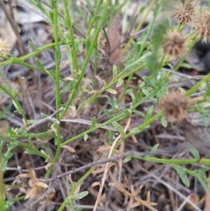 Calotis lappulacea at Hume, ACT - 13 Jan 2018 10:23 AM