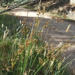 Juncus (genus) (A Rush) at Isaacs, ACT - 13 Jan 2018 by Mike