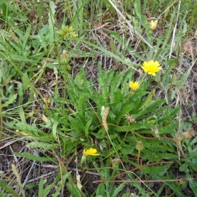 Leontodon saxatilis (Lesser Hawkbit, Hairy Hawkbit) at Isaacs, ACT - 11 Feb 2018 by Mike