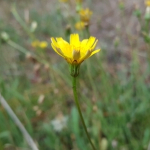 Leontodon saxatilis at Isaacs Ridge - 12 Feb 2018 09:59 AM