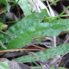 Leontodon saxatilis at Isaacs Ridge - 12 Feb 2018