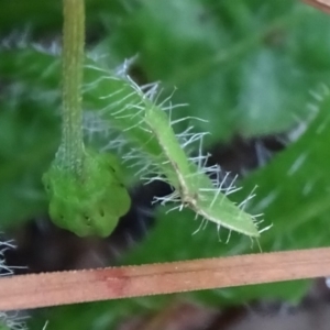 Leontodon saxatilis at Isaacs Ridge - 12 Feb 2018 09:59 AM