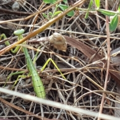 Pseudomantis albofimbriata (False garden mantis) at Isaacs Ridge - 13 Jan 2018 by Mike