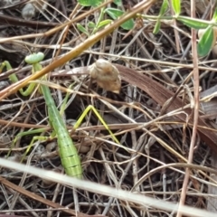 Pseudomantis albofimbriata (False garden mantis) at Isaacs, ACT - 13 Jan 2018 by Mike