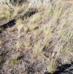 Austrostipa scabra subsp. falcata at Griffith, ACT - 13 Jan 2018 06:17 PM