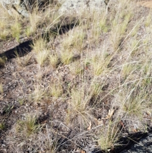 Austrostipa scabra subsp. falcata at Griffith, ACT - 13 Jan 2018 06:17 PM