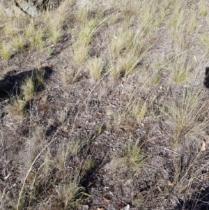 Austrostipa scabra subsp. falcata at Griffith, ACT - 13 Jan 2018