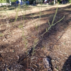 Lepidium africanum at Griffith, ACT - 13 Jan 2018 06:22 PM