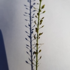 Lepidium africanum at Griffith, ACT - 13 Jan 2018 06:22 PM